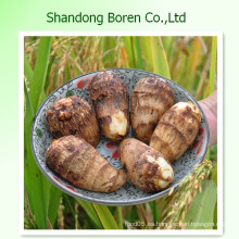 Taro fresco de la venta caliente de Shandong